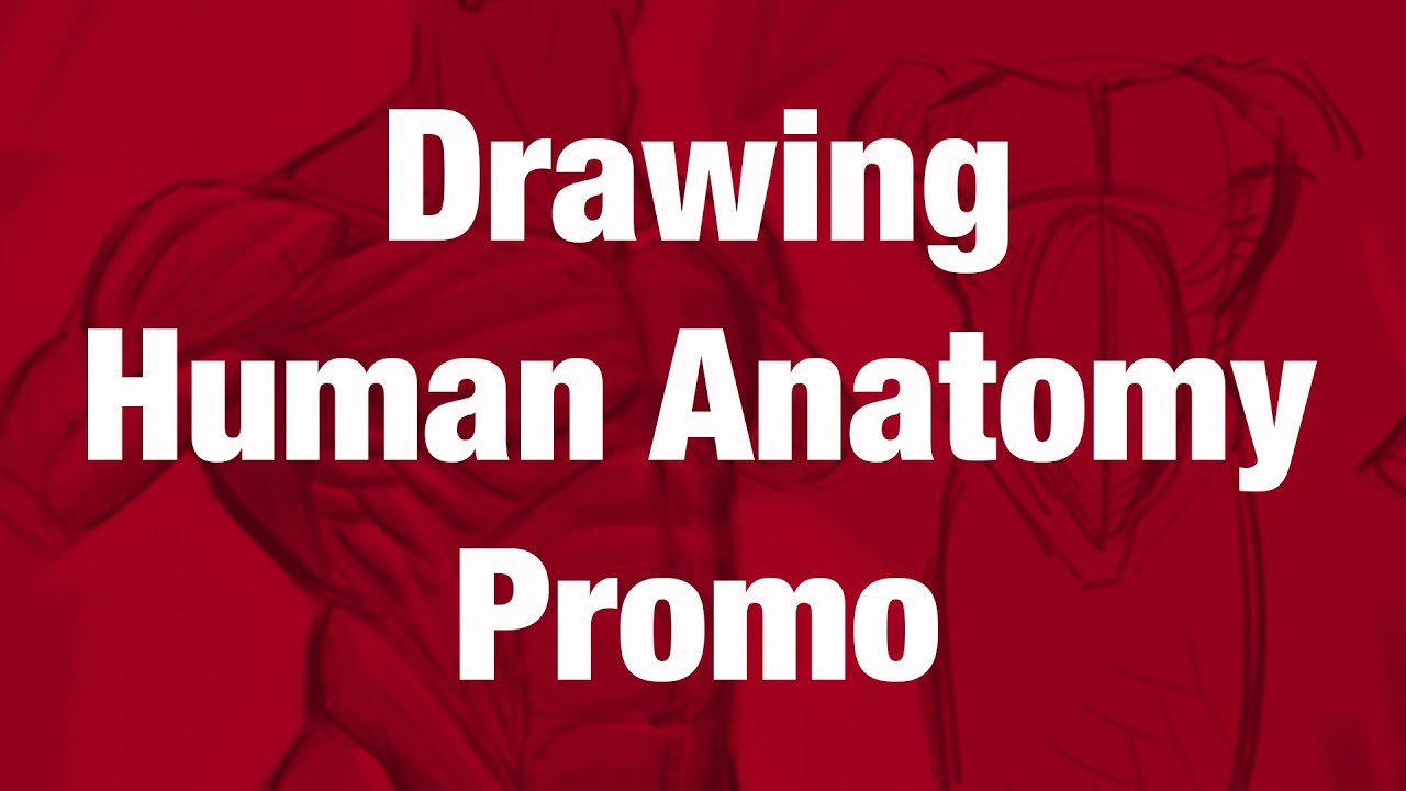 Aaron Blaise - Drawing Human Anatomy