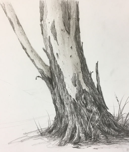 Murray Charteris - Drawing Trees
