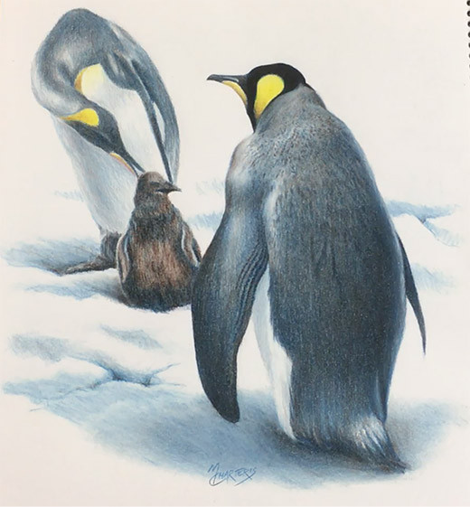 Murray Charteris - Penguins in Coloured Pencil