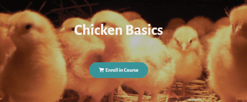 Deborah Niemann - Chicken Basics